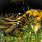 Tiger in Eberswalder Zoo