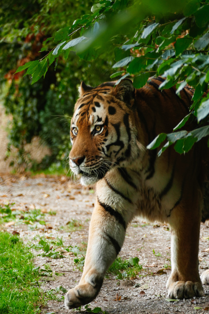 Tiger in fall