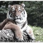 Tiger in Fotopose