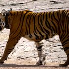 Tiger in freuer Wildbahn