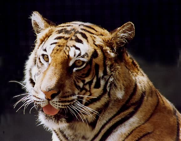 Tiger in Gefangenschaft