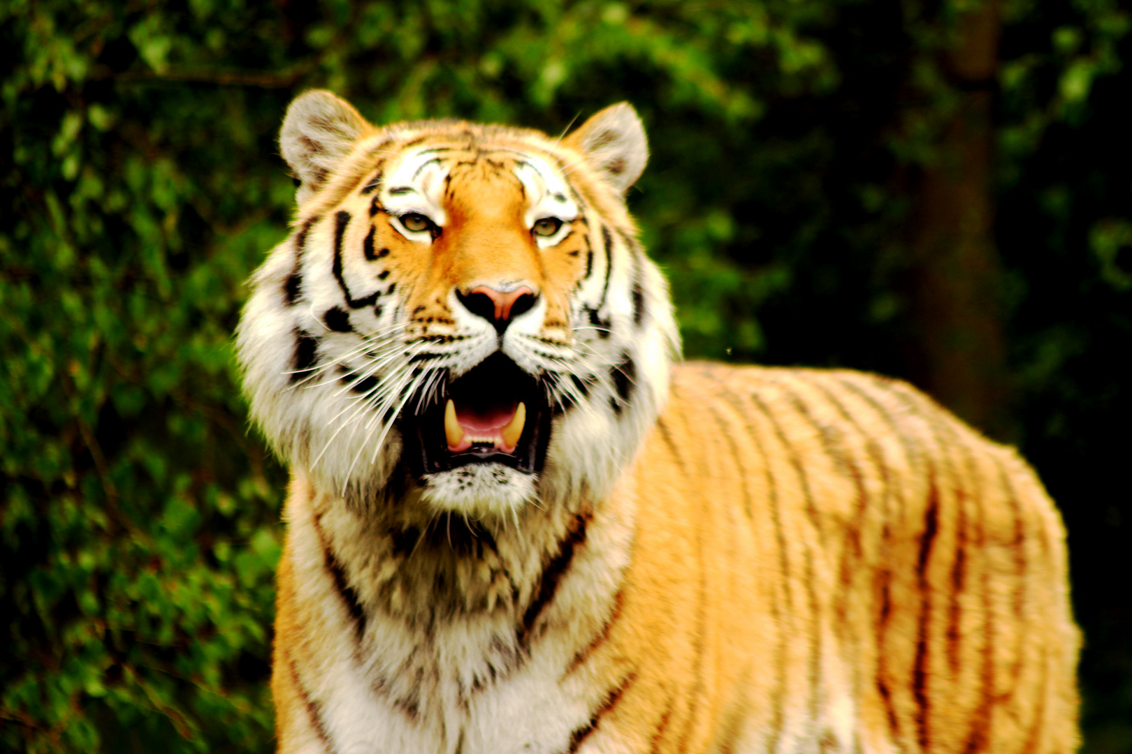 Tiger in Hagenbeck´s Tierpark