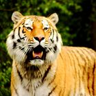 Tiger in Hagenbeck´s Tierpark