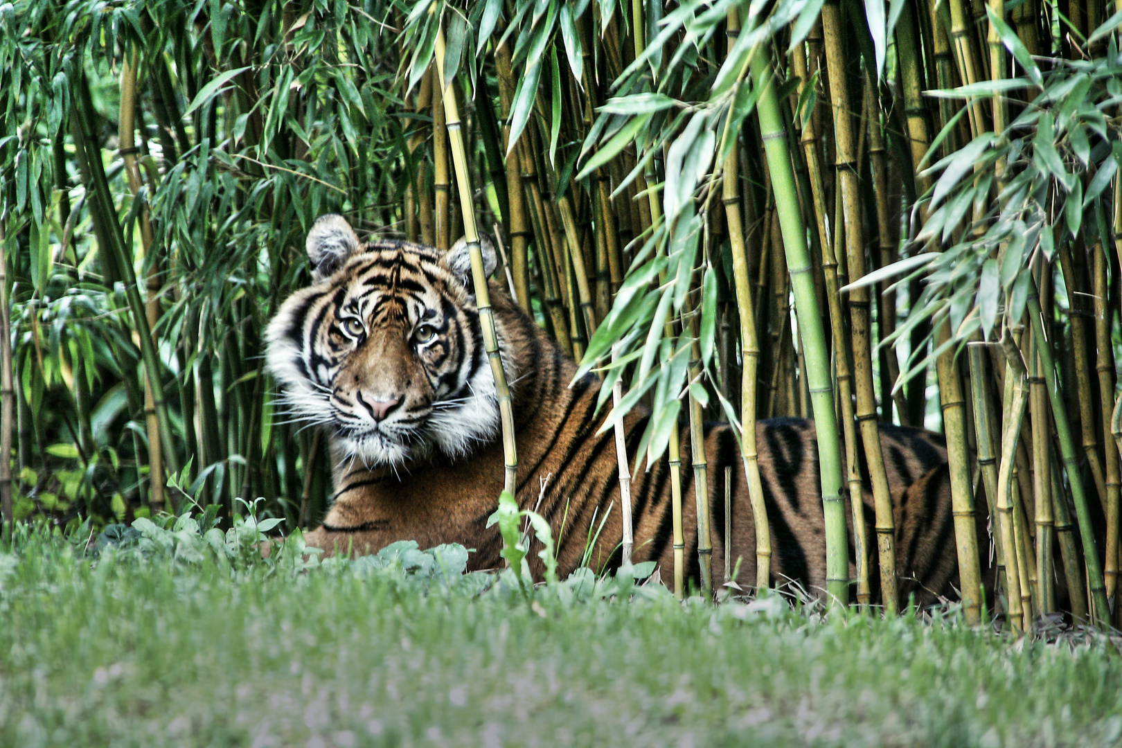 Tiger in Heidelberg