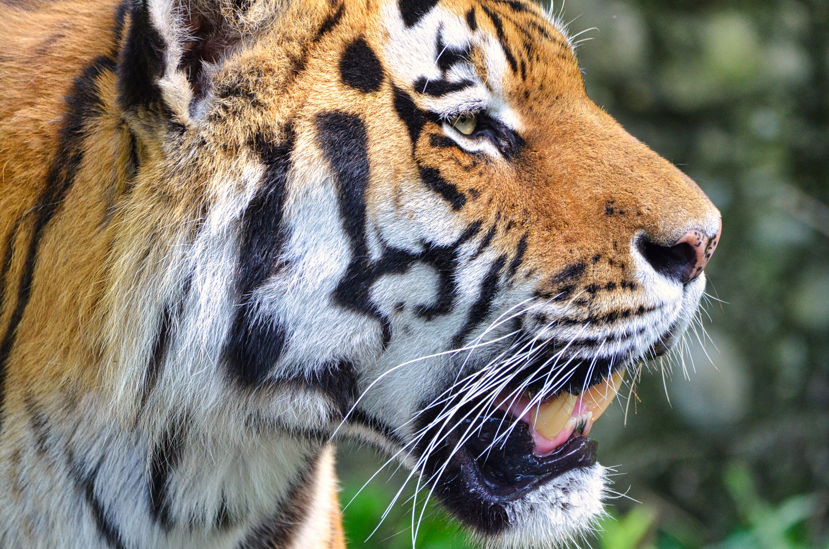 Tiger in Hellabrunn