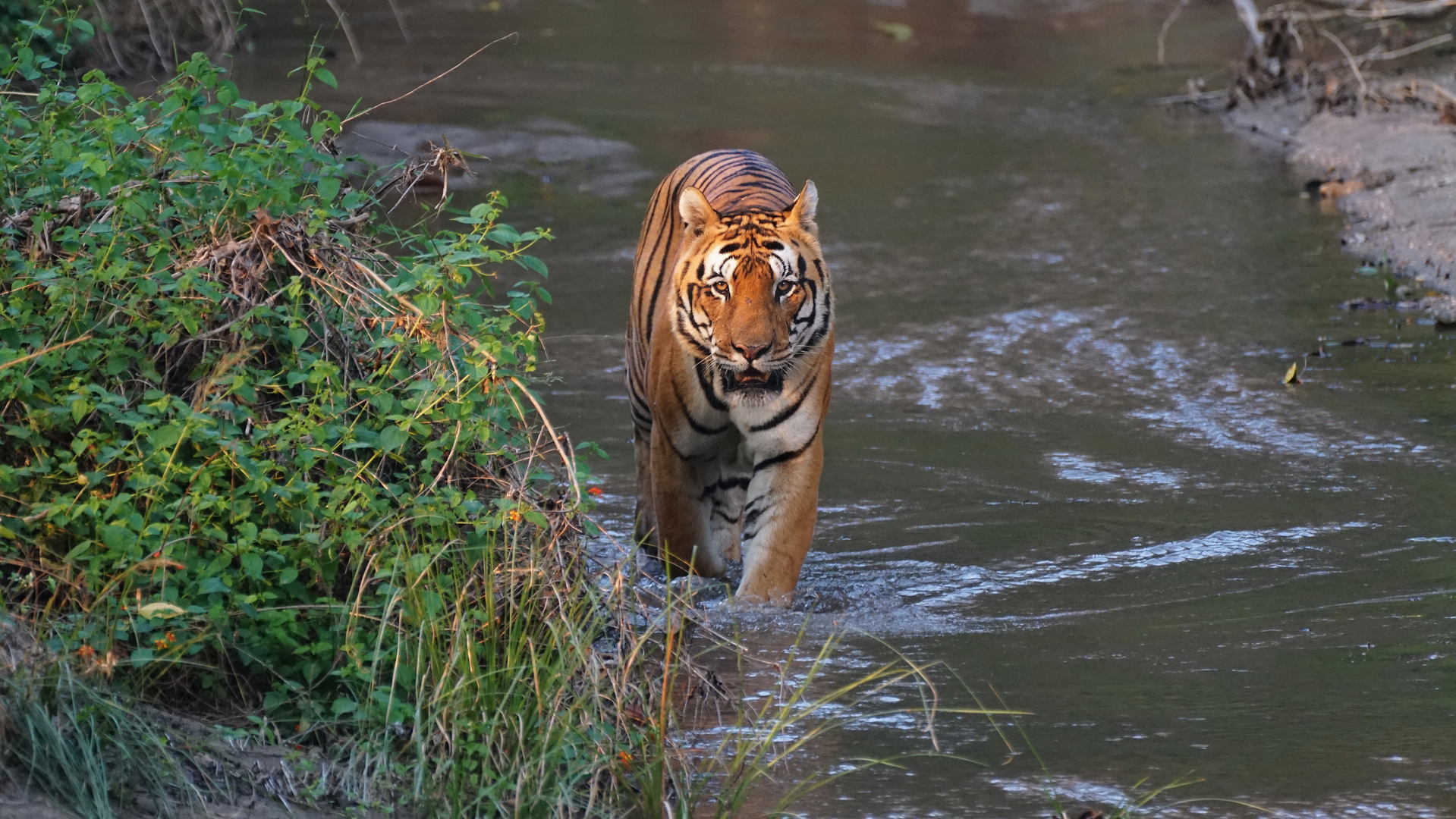 Tiger in Indien