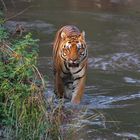 Tiger in Indien