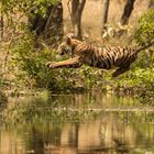 Tiger in Indien