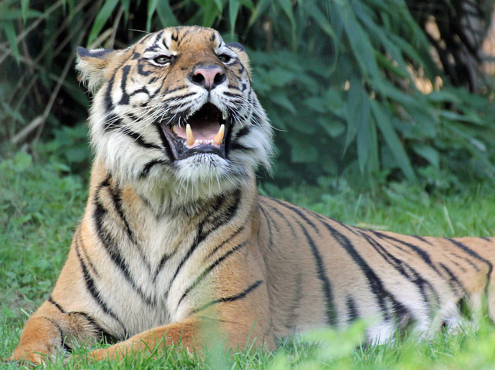 Tiger in Krefeld 1