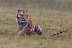 Tiger in Löwenpose ...