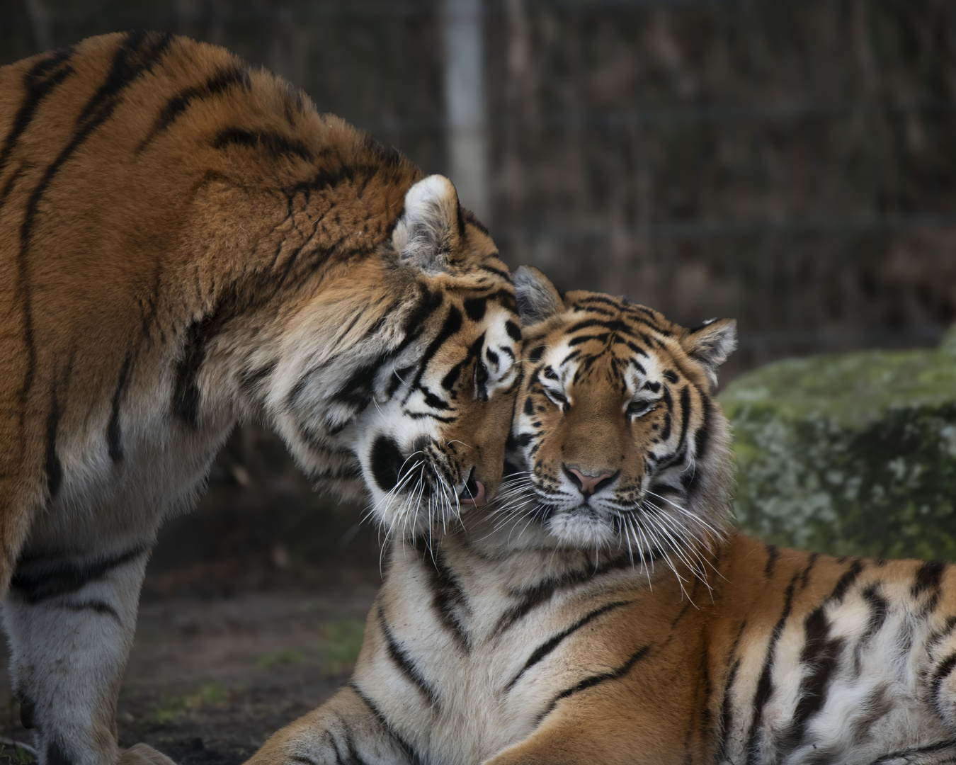 Tiger in love