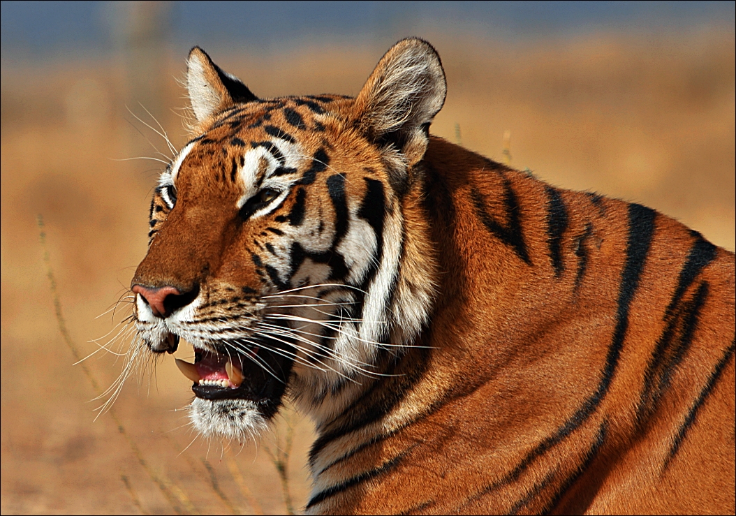 Tiger in Madrid