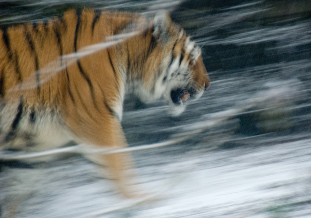 Tiger in motion I