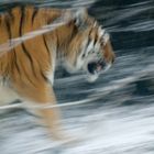 Tiger in motion I