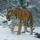 Tiger in motion II