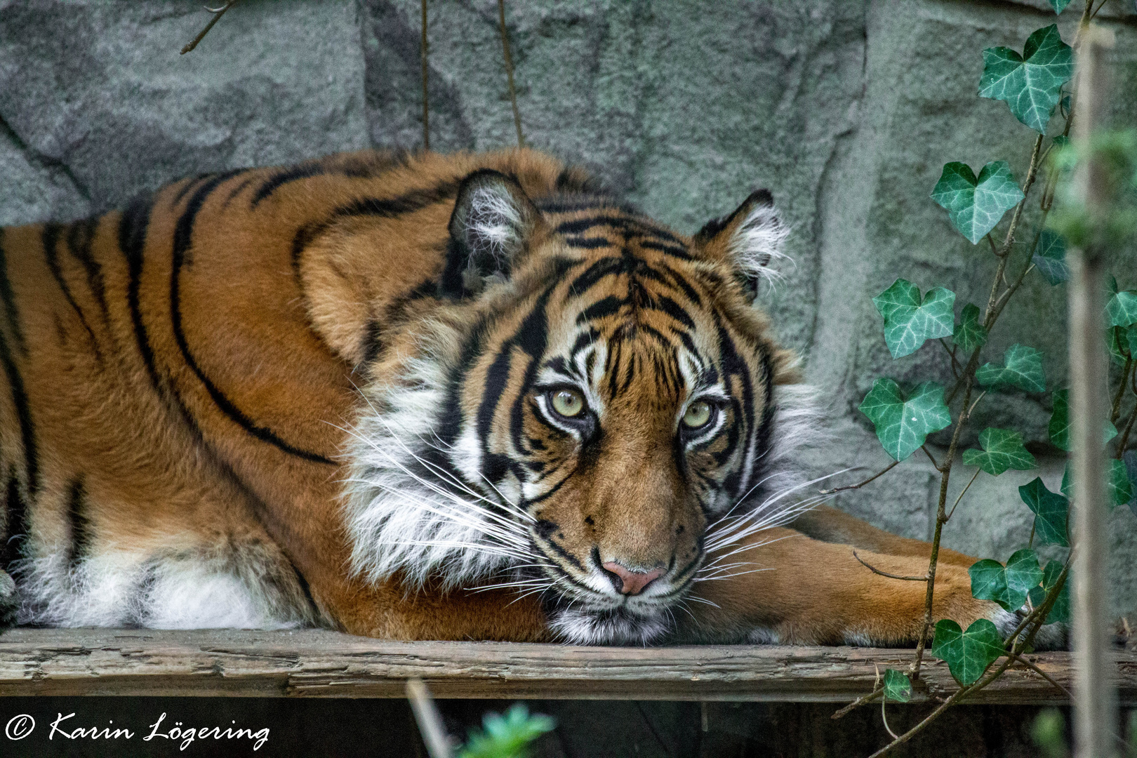 Tiger in Naturzoo Rheine