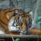 Tiger in Naturzoo Rheine