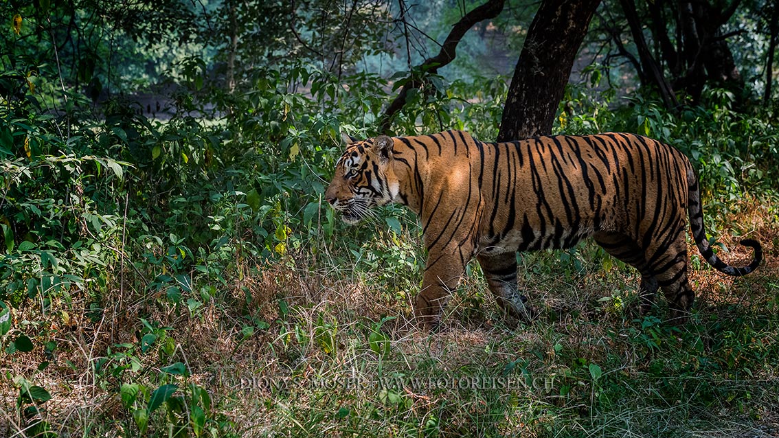 Tiger in Ranthambhore NP