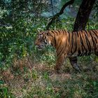 Tiger in Ranthambhore NP