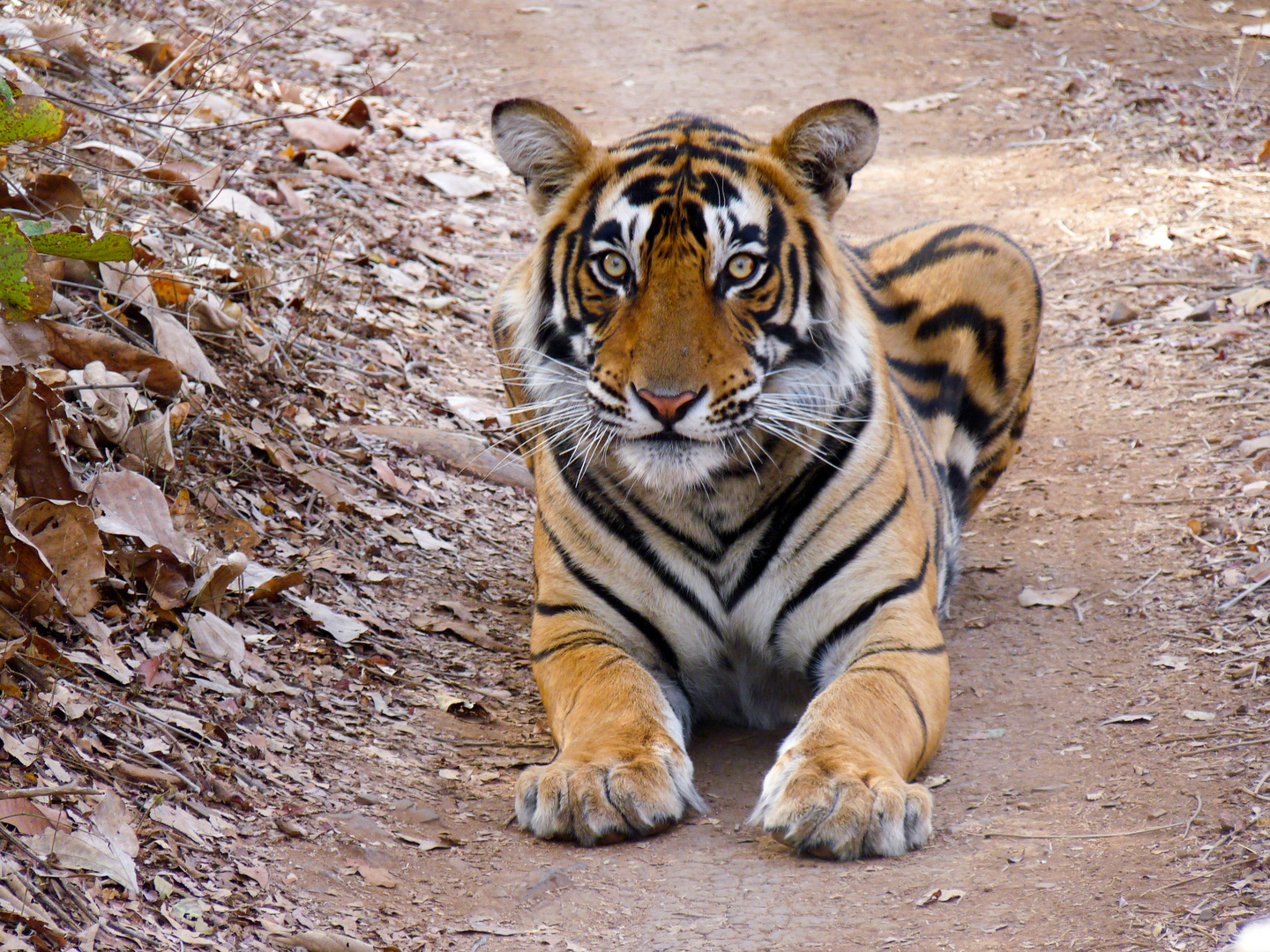 Tiger in ranthambore