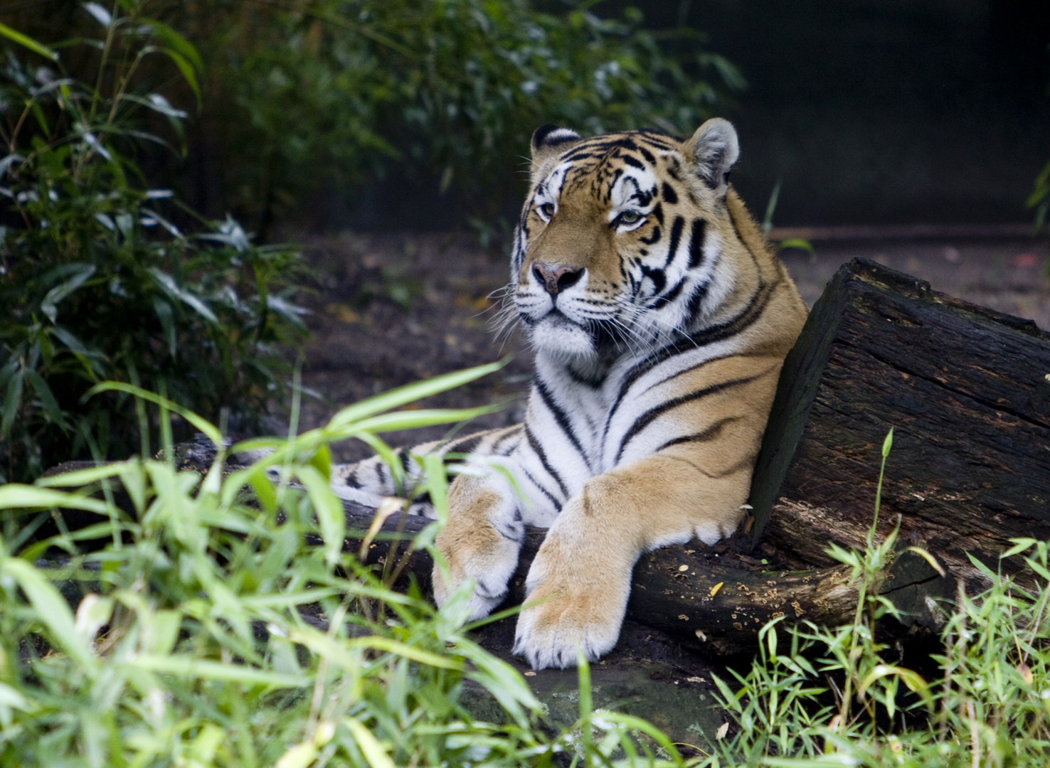 Tiger in Ruhe Position