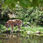 Tiger in Schönbrunn