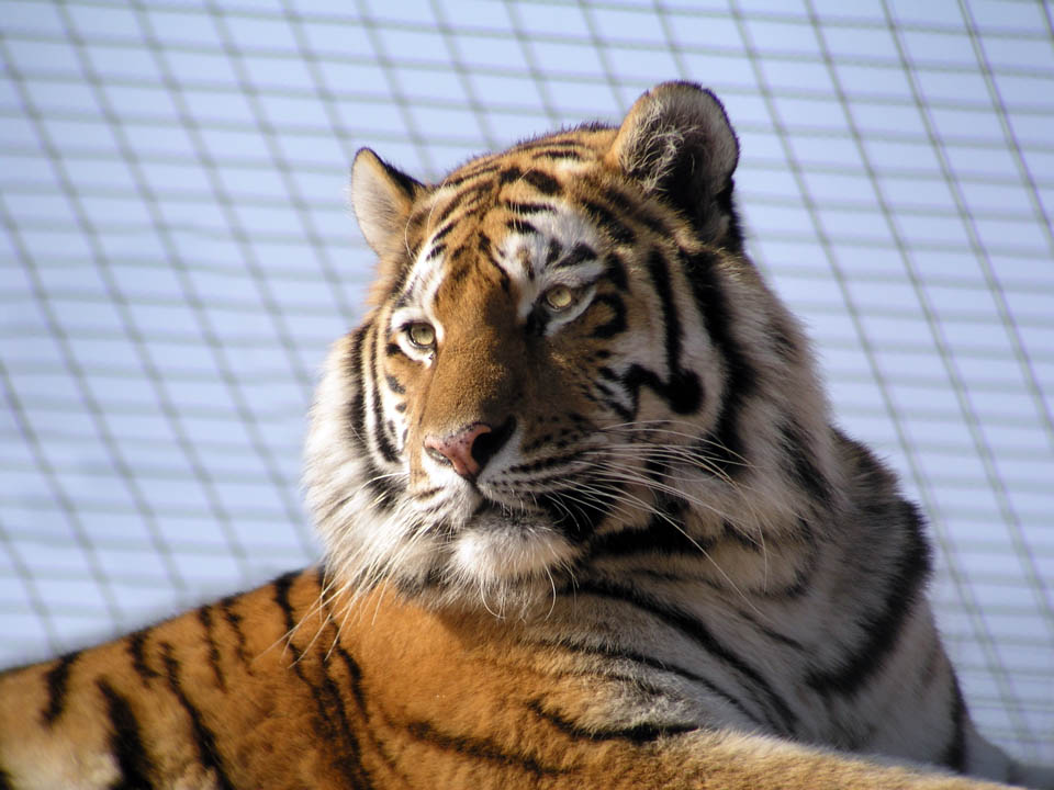 Tiger in Schönbrunn