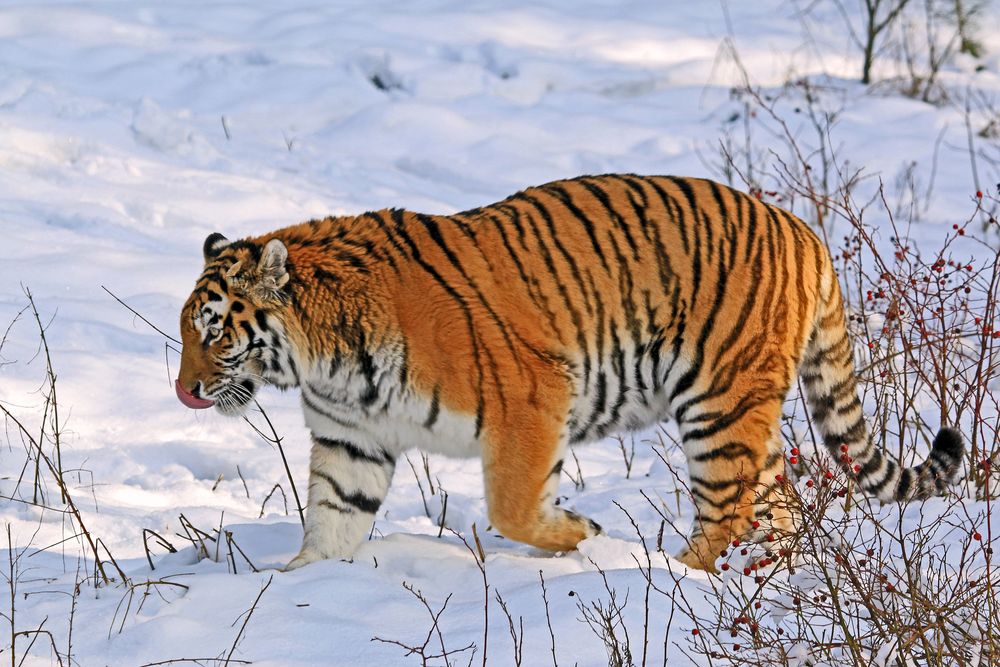 Tiger in seinem Element