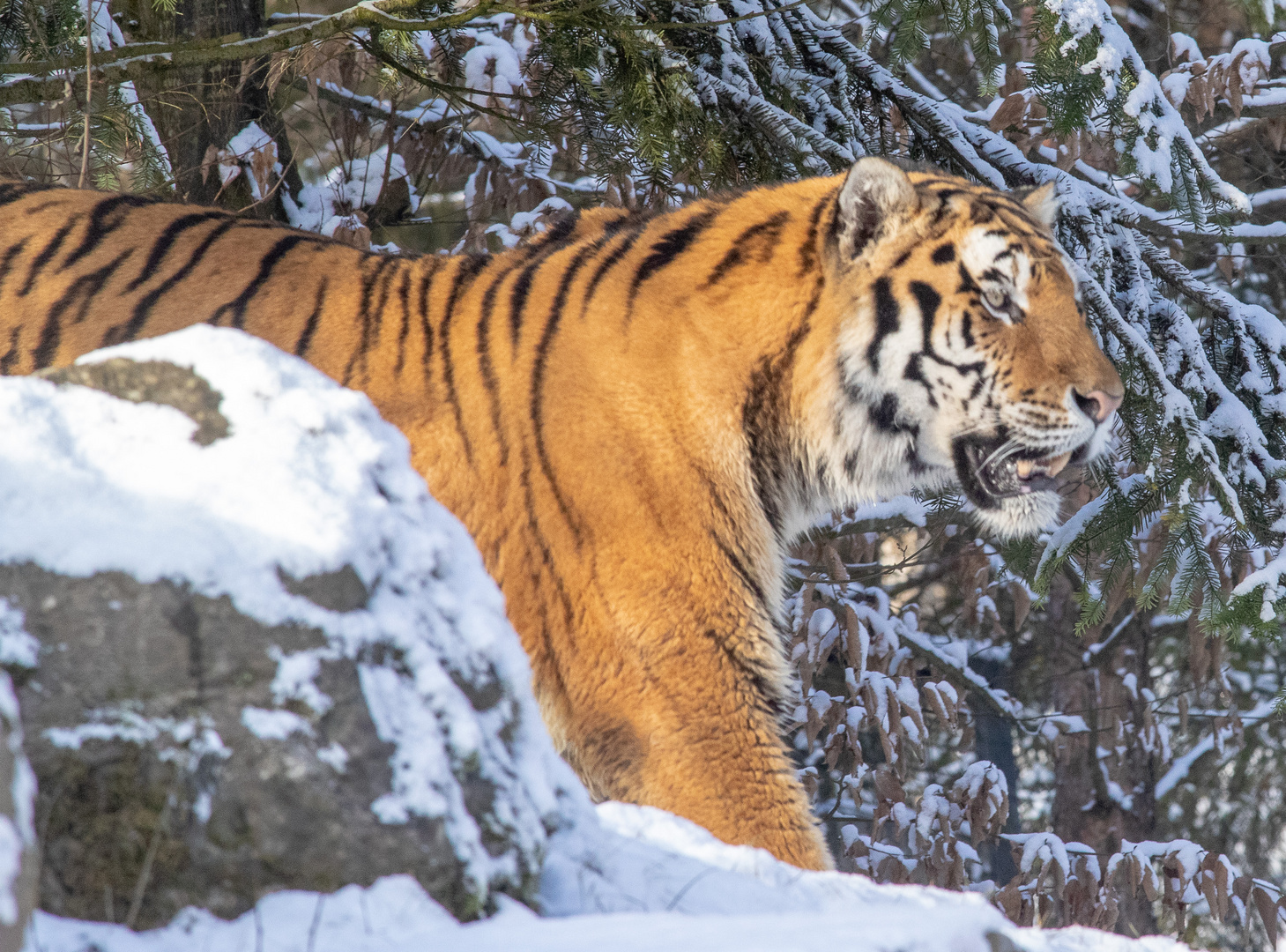 Tiger in snow