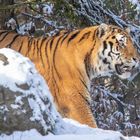 Tiger in snow