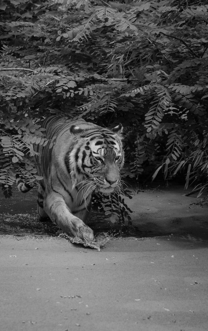 Tiger in s/w