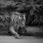 Tiger in s/w