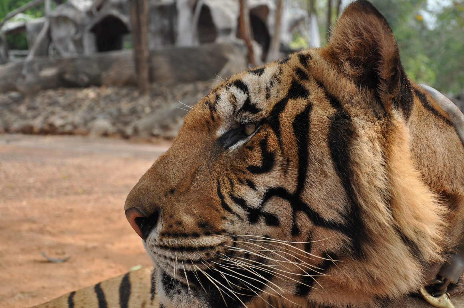 Tiger in Thailand