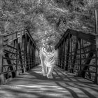 tiger in the bridge