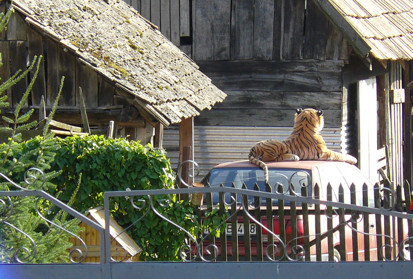 TIGER in the garden