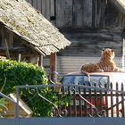 TIGER in the garden