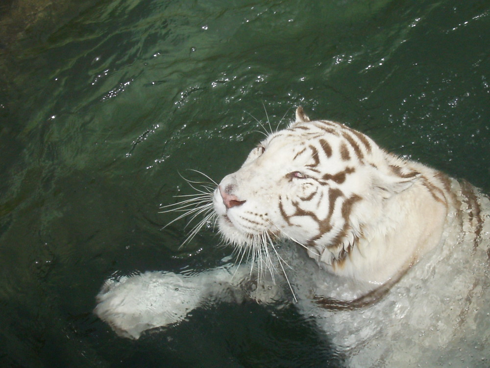 tiger in water