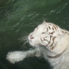 tiger in water