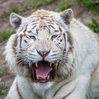 Tiger in Weiß