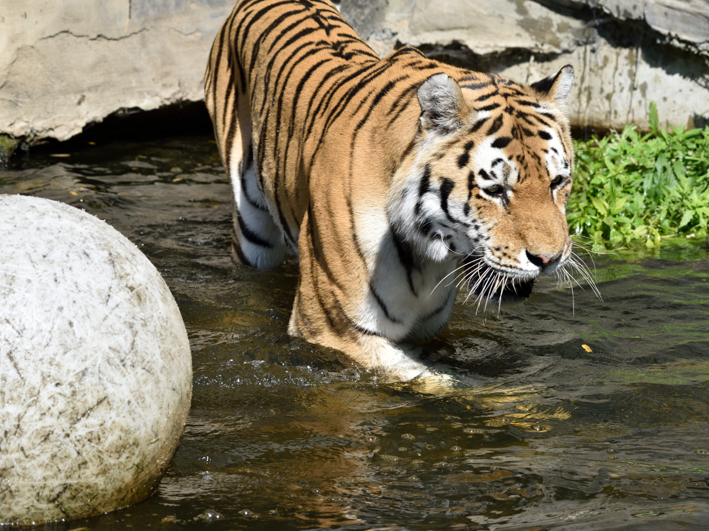 Tiger in Wuppertal 01