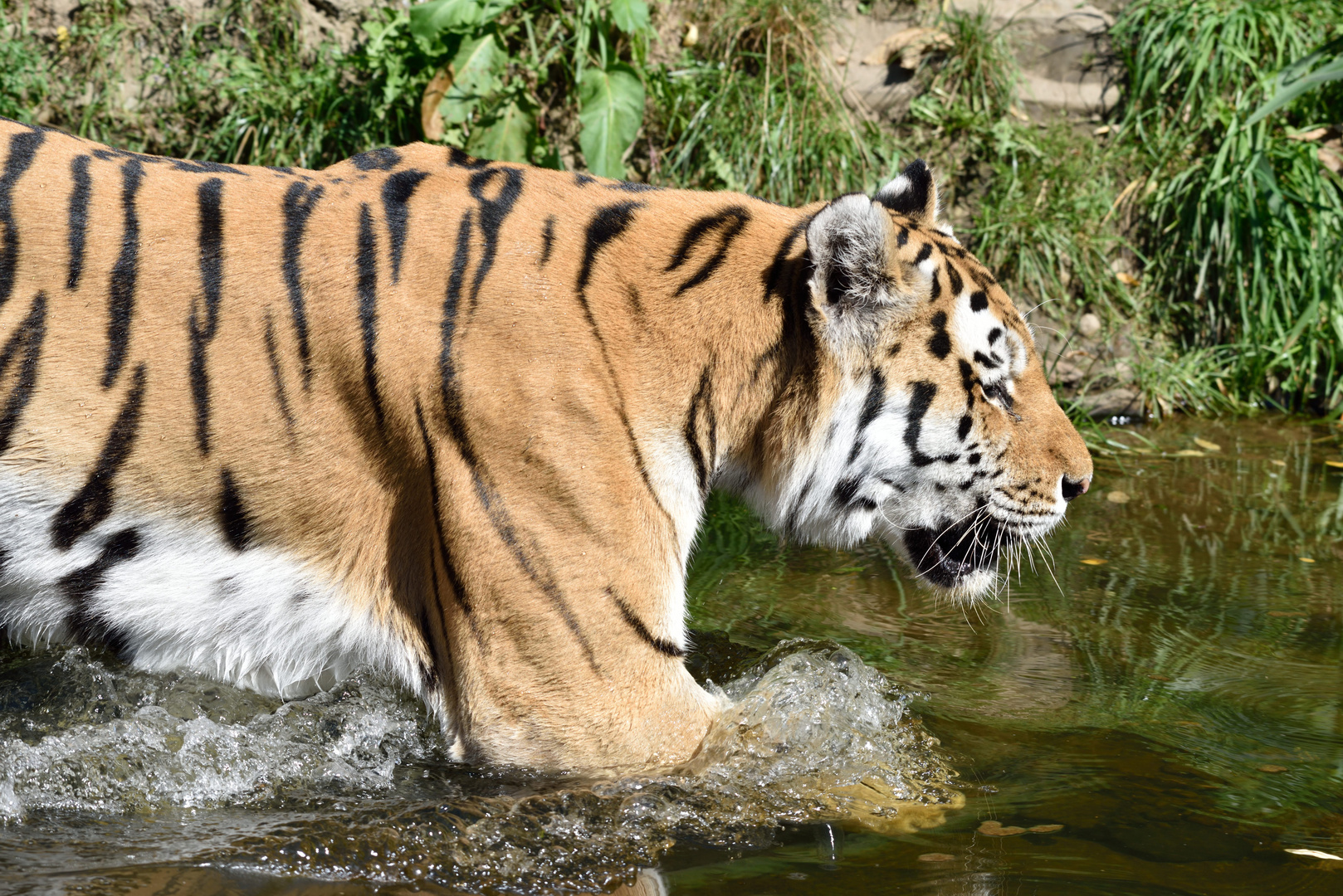 Tiger in Wuppertal 02