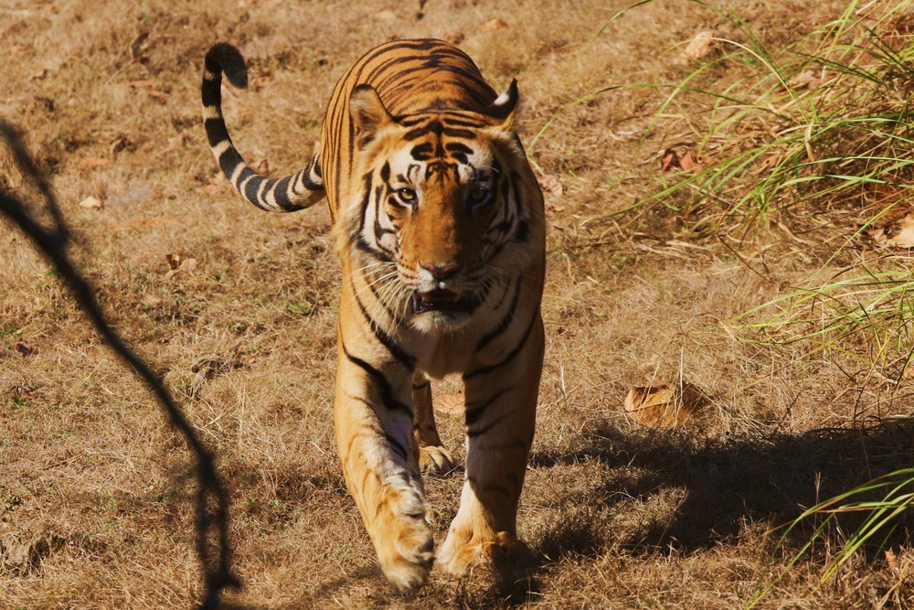 Tiger, Indien, Kanha März 2009