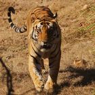 Tiger, Indien, Kanha März 2009