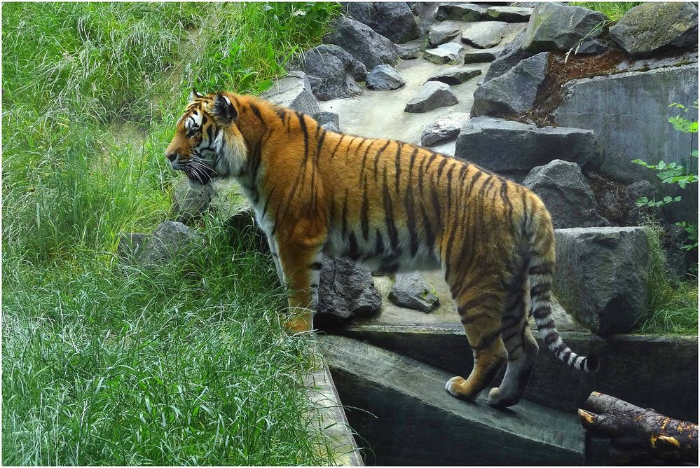 Tiger "Ivo" (Zoo Neuwied)