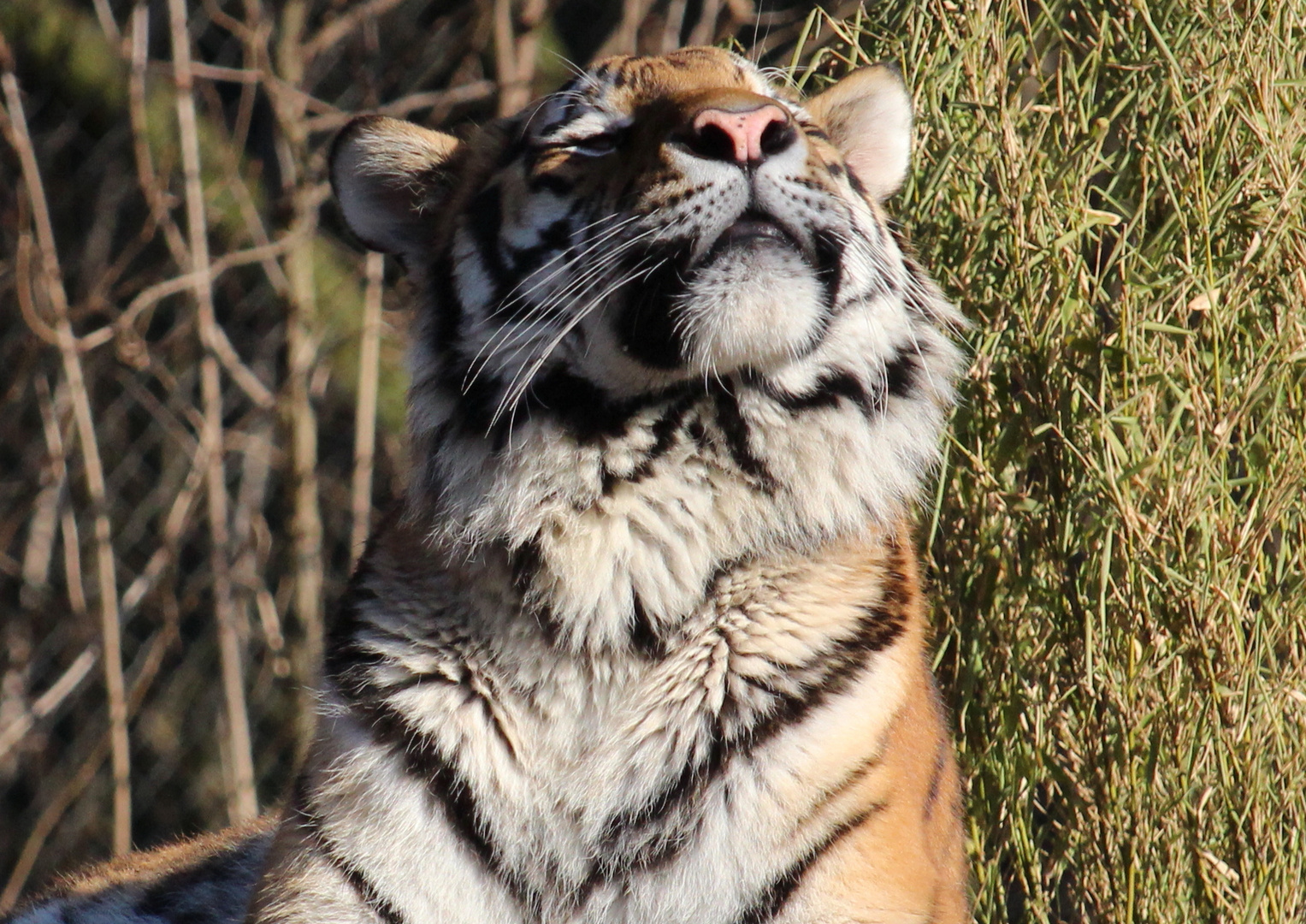 Tiger Jegor genießt die Sonnenstrahlen