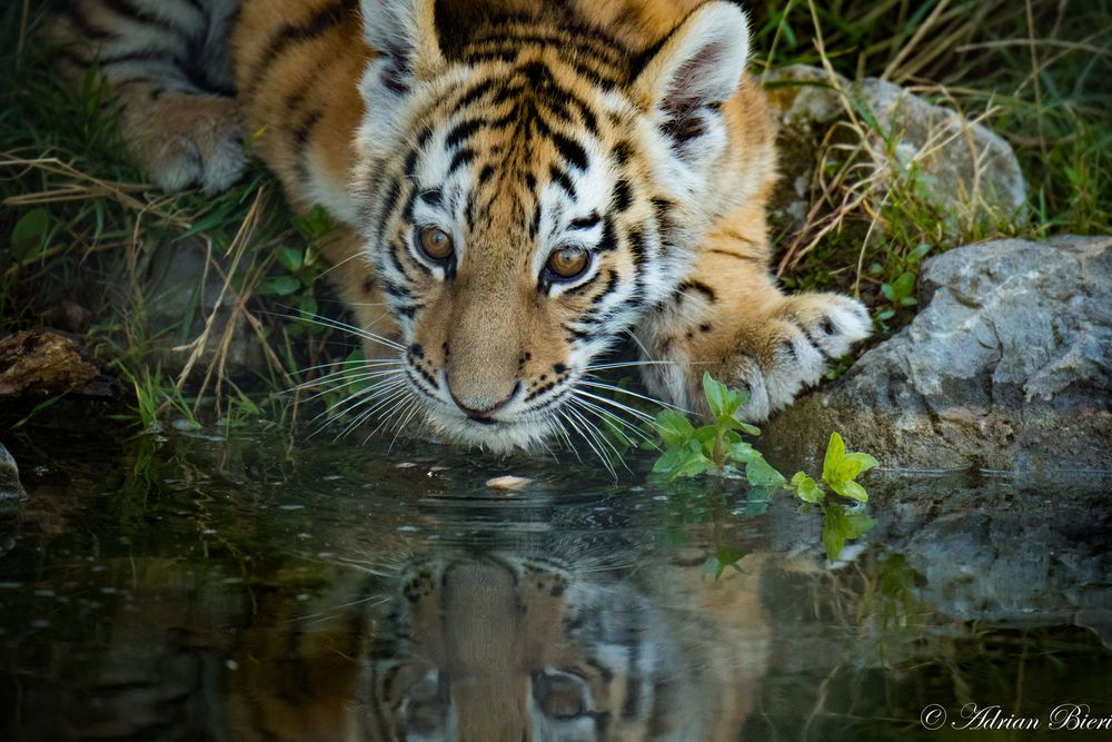 Tiger Junges Walter Zoo