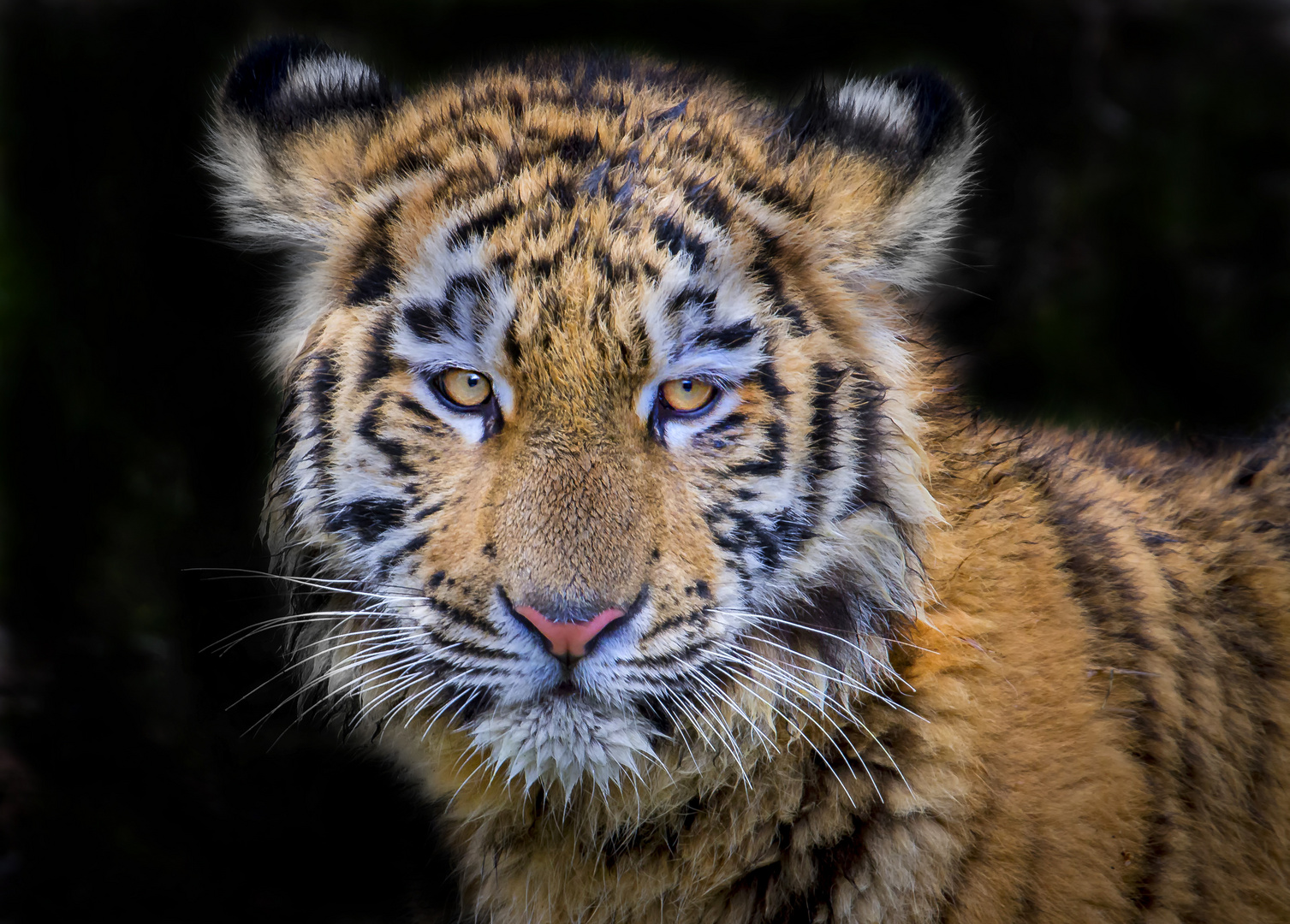 Tiger Junges  - Zoo Duisburg