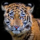 Tiger Junges  - Zoo Duisburg