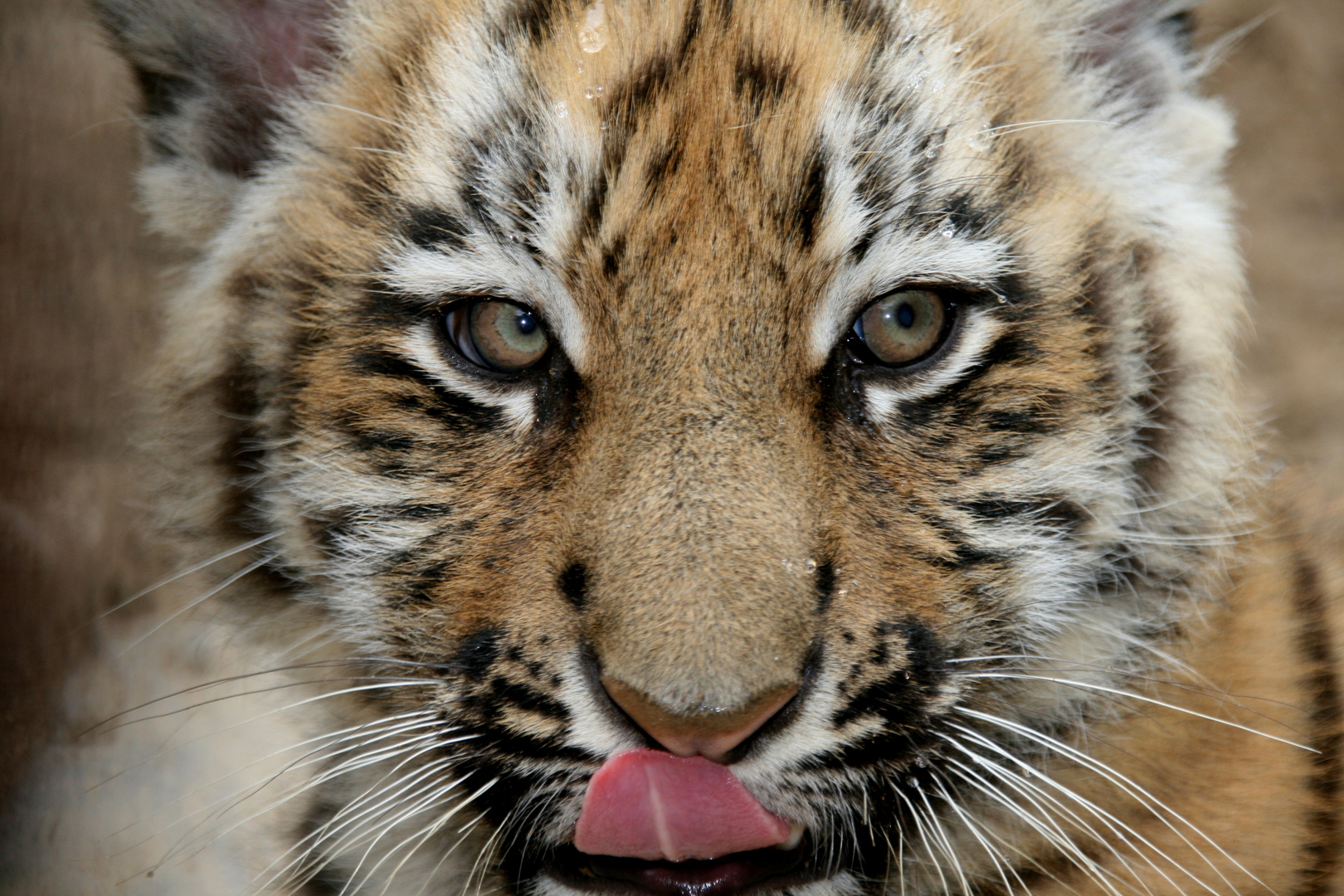 Tiger Jungtier im ZOO Aschersleben