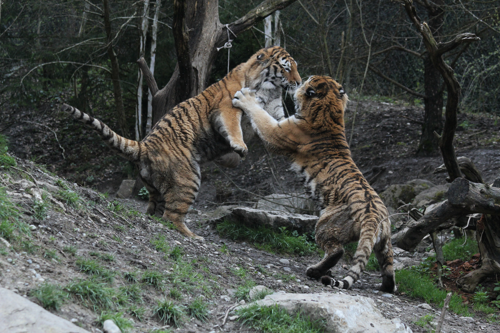 Tiger - Kampf